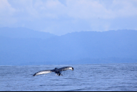 cano island reserve tail 
 - Costa Rica