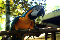 magellan inn blue macaw 
 - Costa Rica