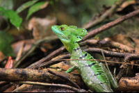 tortuguero national park attraction emerald basilisk  
 - Costa Rica