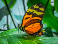 Heliconius Ismenius Tiger Vertical View Las Palmas Butterfly Garden
 - Costa Rica