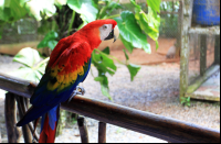 nauyaca waterfalls macaw 
 - Costa Rica