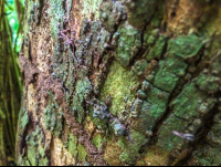 Tree Bark Cabo Blanco Reserve
 - Costa Rica