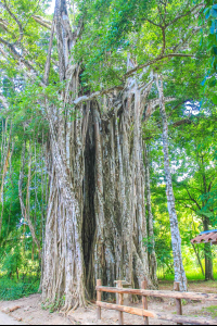 cabuya strangler fig tree 
 - Costa Rica