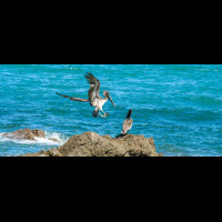 pelicans on rock montezuma
 - Costa Rica