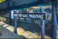 Turtle Hatchery Sign At Piro Beach Costa Rica
 - Costa Rica