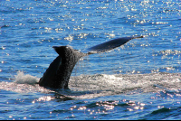 whale tails above sea 
 - Costa Rica