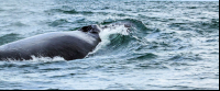 ballena aventura tour humpback closeup 
 - Costa Rica