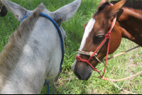 horses in love puntaislita 
 - Costa Rica