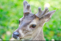 deer curu refuge 
 - Costa Rica