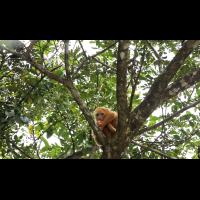 cano negro albino howler monokey 
 - Costa Rica