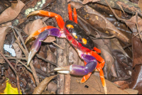 Los Congos Trail Manuel Antonio National Park Crab
 - Costa Rica