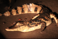 turtle beach lodge caiman 
 - Costa Rica