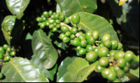 monteverde coffee farm green beans 
 - Costa Rica