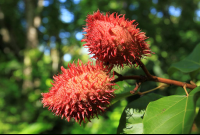 rainforest adventures red dye plant 
 - Costa Rica