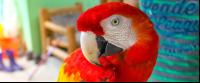 Scarlet Macaw Close Up at a Refuge
 - Costa Rica