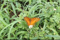 butterfly nosara wildlife reserve 
 - Costa Rica