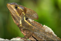 common basilisk barra del colorado 
 - Costa Rica