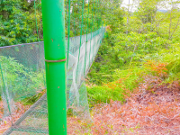 suspension bridge corcovado canopy tour 
 - Costa Rica