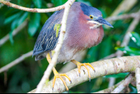 Green Heron On A Branch Sierpe Mangler
 - Costa Rica