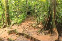 flight of the toucan tree climb combo tour trail 
 - Costa Rica