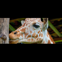 giraffe africa mia liberia
 - Costa Rica