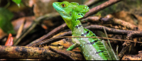 tortuguero national park attraction emerald basilisk 
 - Costa Rica