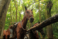 nauyaca waterfalls horse 
 - Costa Rica