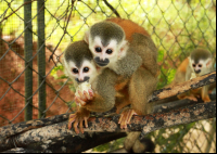 kids saving the rainforest attraction buddies 
 - Costa Rica