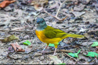 Yellow Bird Eating Ants
 - Costa Rica