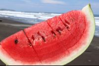 watermelon closeup
 - Costa Rica