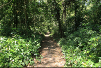 cahuita national park attraction page trail 
 - Costa Rica