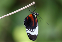 butterfly garden monteverde tuxedo butterfly 
 - Costa Rica