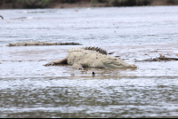 Crocodile Basking The Sun On The Beach
 - Costa Rica