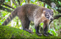 coati corcovado national park la leona station costa rica 
 - Costa Rica