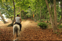 puerto viejo destination horseback ride almond leaves 
 - Costa Rica