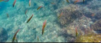 cortez rainbow wrasse tortuga island 
 - Costa Rica