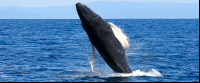 whale jumping body 
 - Costa Rica