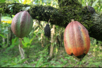 puerto viejo destination cacao fruit 
 - Costa Rica