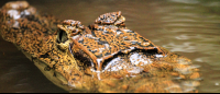 tortuguero national park attraction caiman 
 - Costa Rica