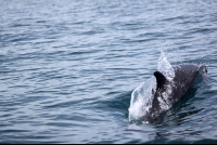 dominical surf dive snorkel dolphin  
 - Costa Rica