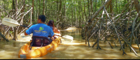 manuel antonio destination damas island mangroves 
 - Costa Rica