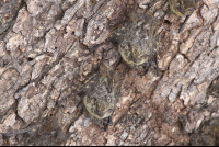 long nose bats 
 - Costa Rica