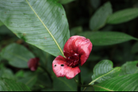 san gerardo flower 
 - Costa Rica