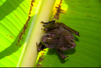 Tent Making Bats Tortuguero  Edit
 - Costa Rica