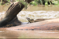 Lizard On The Tarcoles Riverbanks
 - Costa Rica