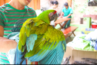 Great Green Macaw Extending The Wings Ara Project
 - Costa Rica