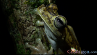 gladiator tree frog.png
 - Costa Rica