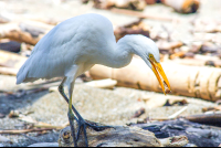 White Bird On The Sand
 - Costa Rica