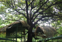 tree shelters sibu sanctuary 
 - Costa Rica