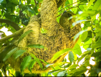 Sloth Manuel Antonio National Park
 - Costa Rica